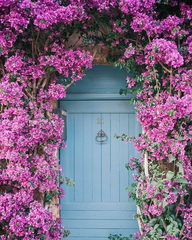 Bougainvillea Magenta Garland，Purple