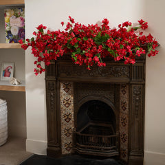 Bougainvillea Magenta Garland，Red